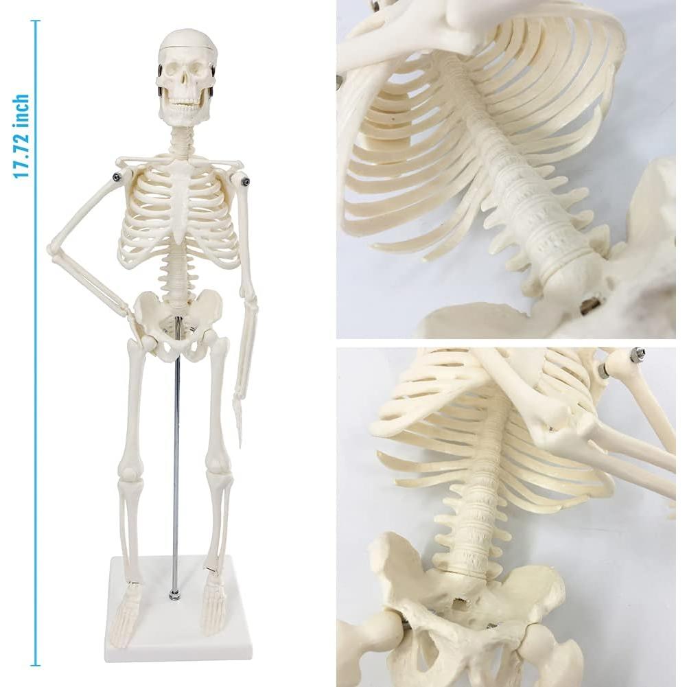 Modelo de Esqueleto Humano Mini Merinden 44.96 cm Móvil