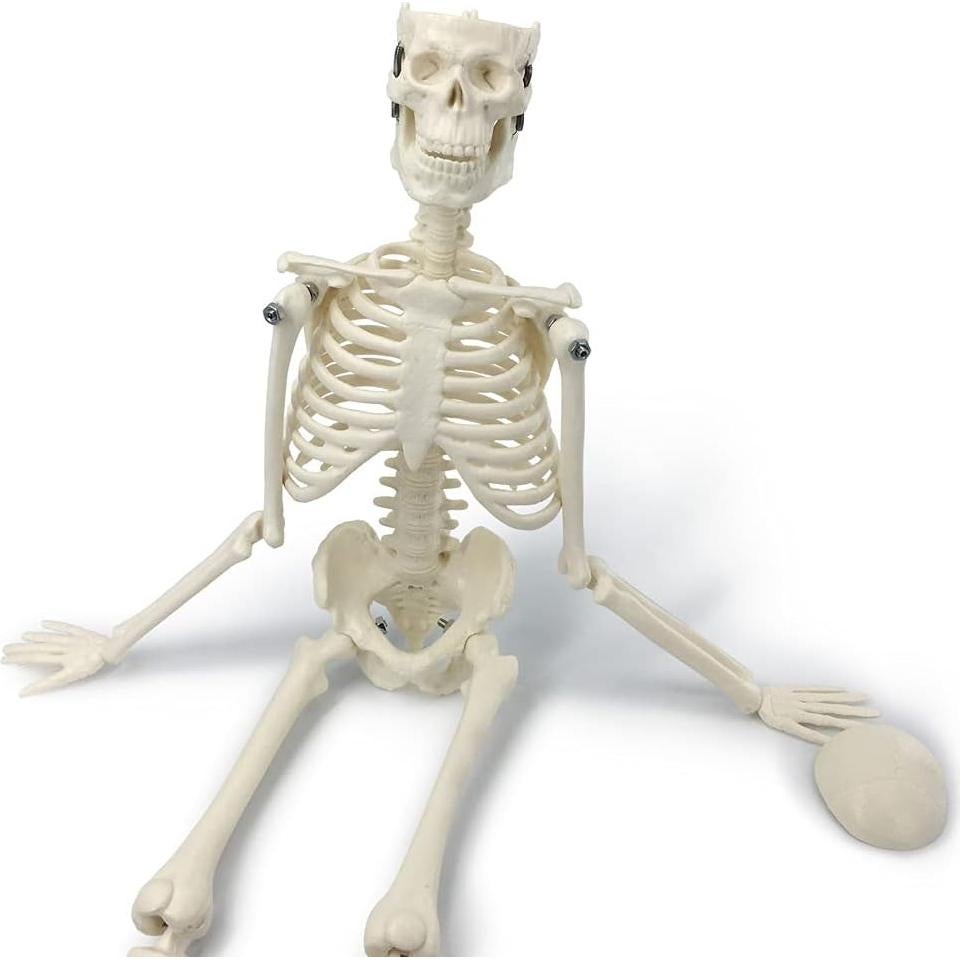 Modelo de Esqueleto Humano Mini Merinden 44.96 cm Móvil
