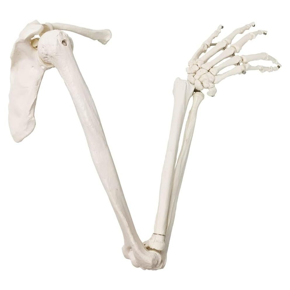Modelo Anatómico de Esqueleto Humano Brazo Evotech 38.8cm