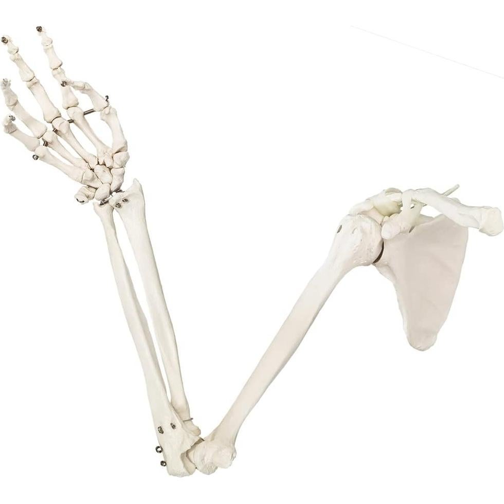 Modelo Anatómico de Esqueleto Humano Brazo Evotech 38.8cm