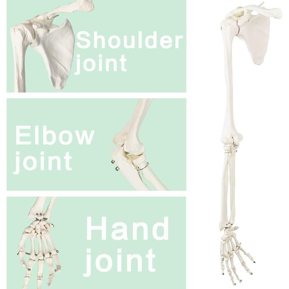Modelo Anatómico de Esqueleto Humano Brazo Evotech 38.8cm