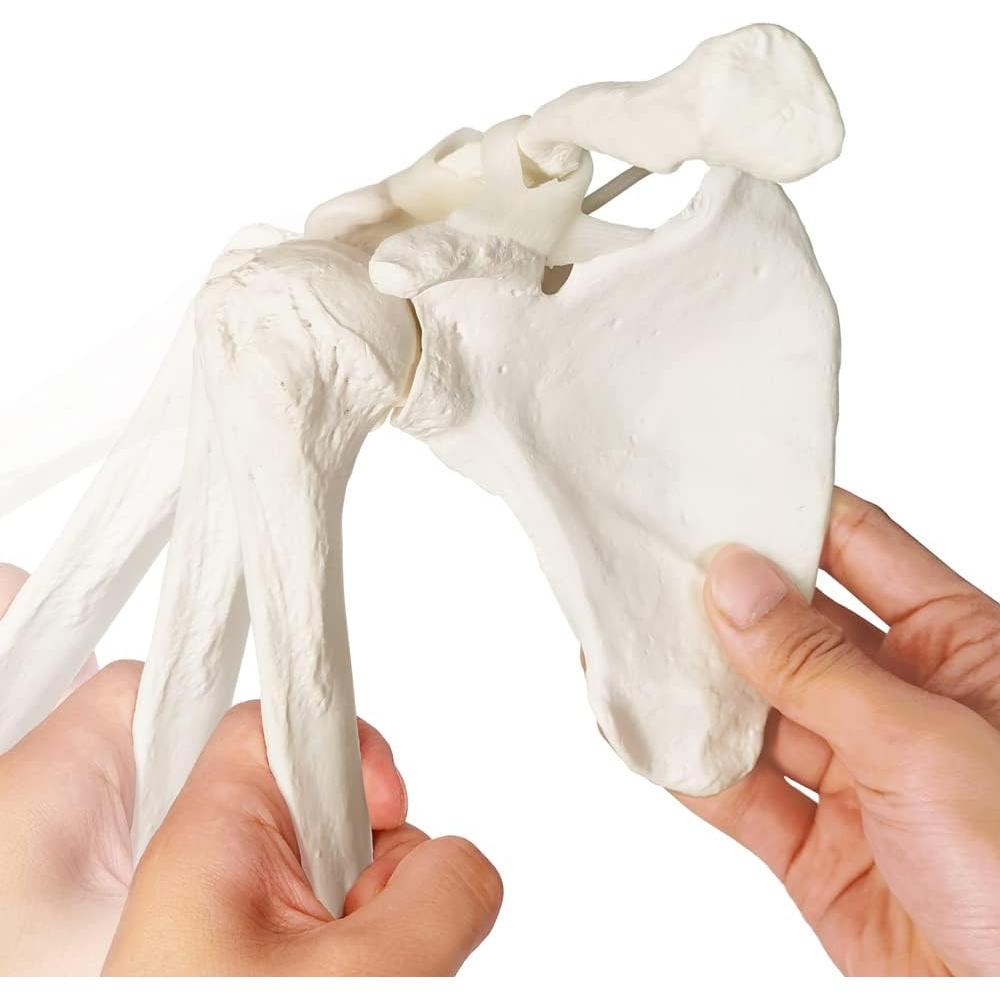 Modelo Anatómico de Esqueleto Humano Brazo Evotech 38.8cm