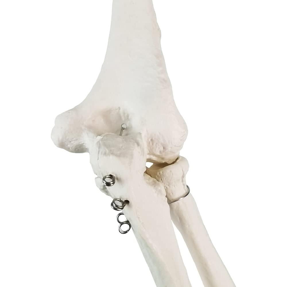 Modelo Anatómico de Esqueleto Humano Brazo Evotech 38.8cm