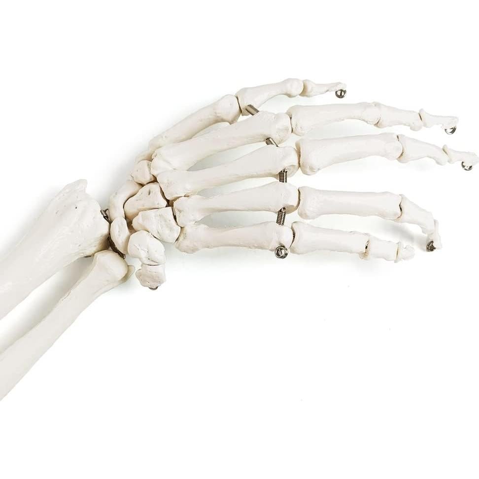 Modelo Anatómico de Esqueleto Humano Brazo Evotech 38.8cm