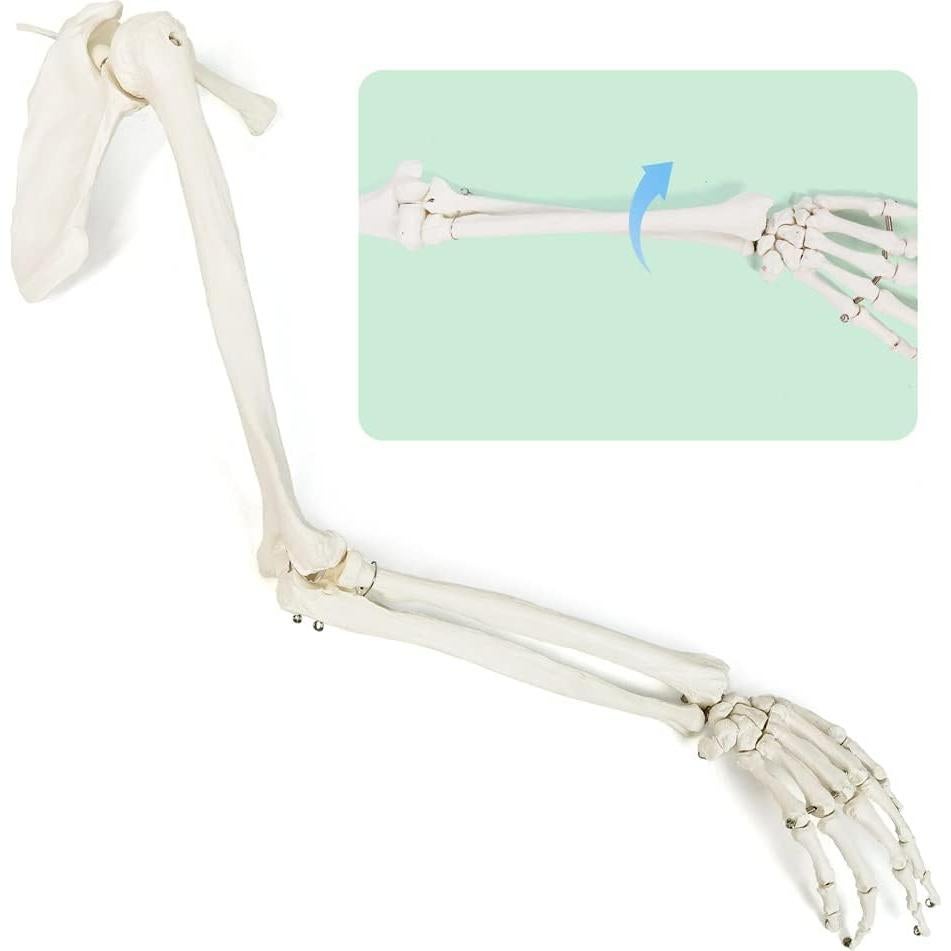 Modelo Anatómico de Esqueleto Humano Brazo Evotech 38.8cm