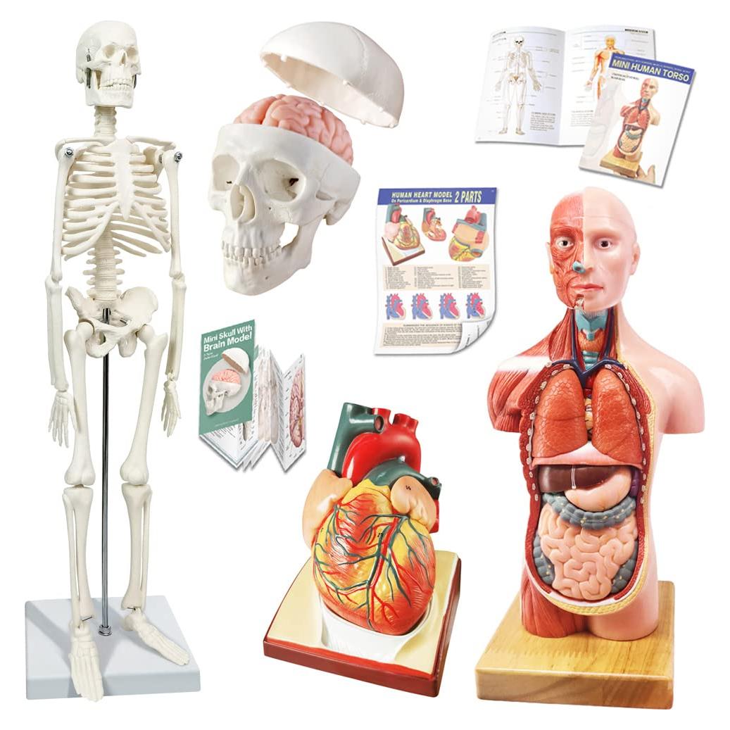 Conjunto de Modelos de Anatomía 3 Piezas NUEVO HORIZONTE
