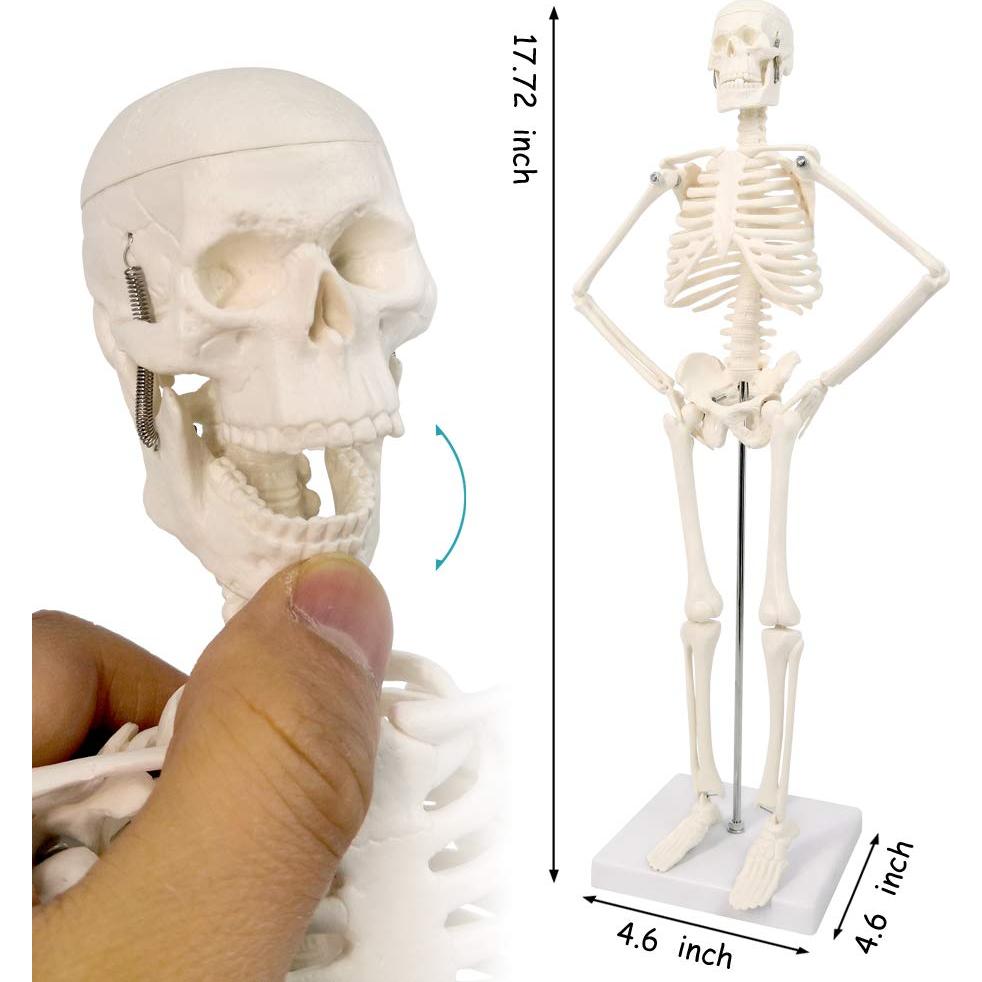 Conjunto de Modelos de Anatomía 3 Piezas NUEVO HORIZONTE