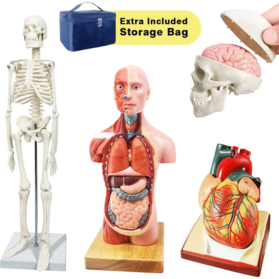 Conjunto de Modelos de Anatomía 3 Piezas NUEVO HORIZONTE