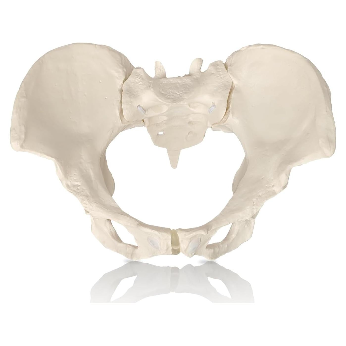 Modelo de Pelvis Femenina JNMFTD a Tamaño Real con Cuerdas