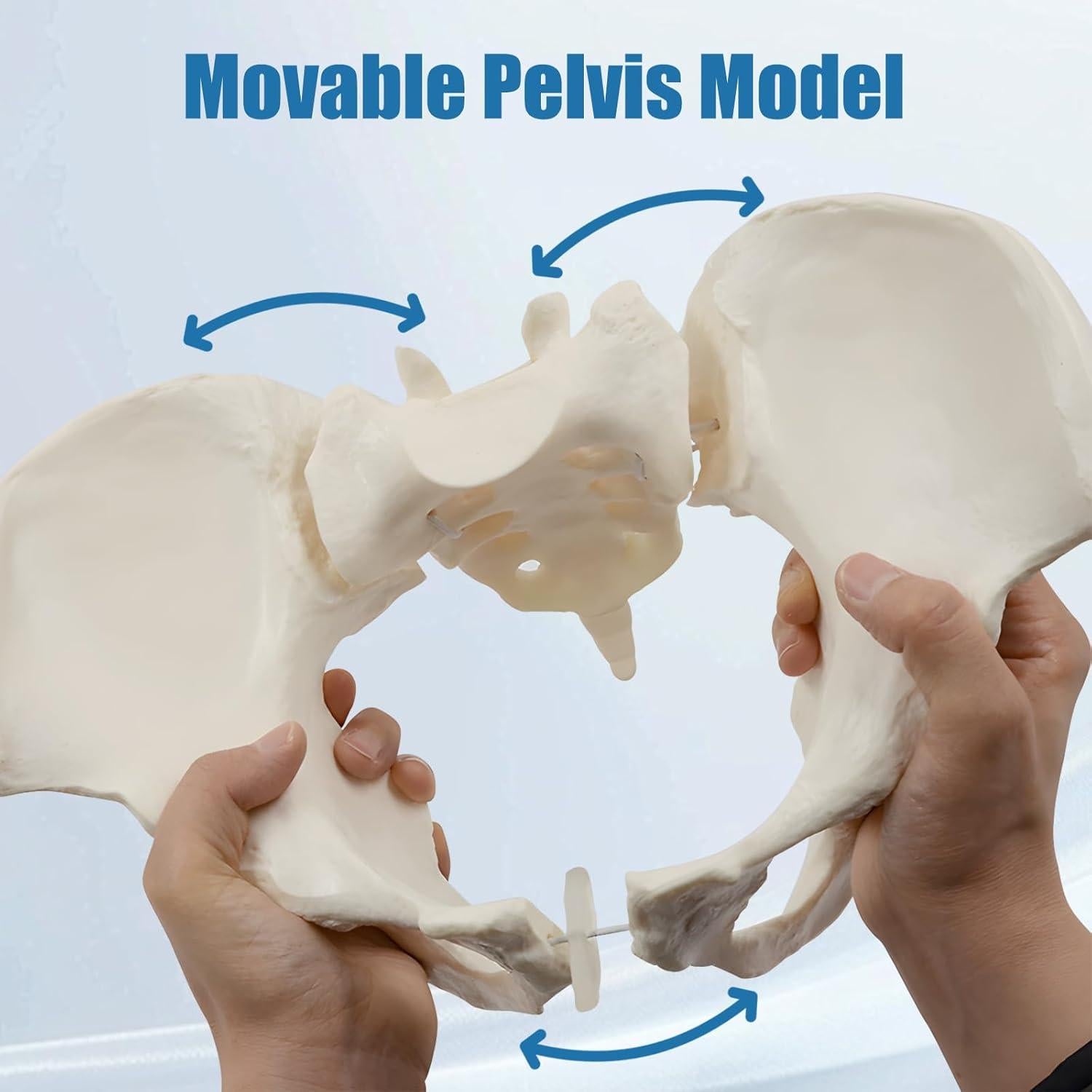 Modelo de Pelvis Femenina JNMFTD a Tamaño Real con Cuerdas