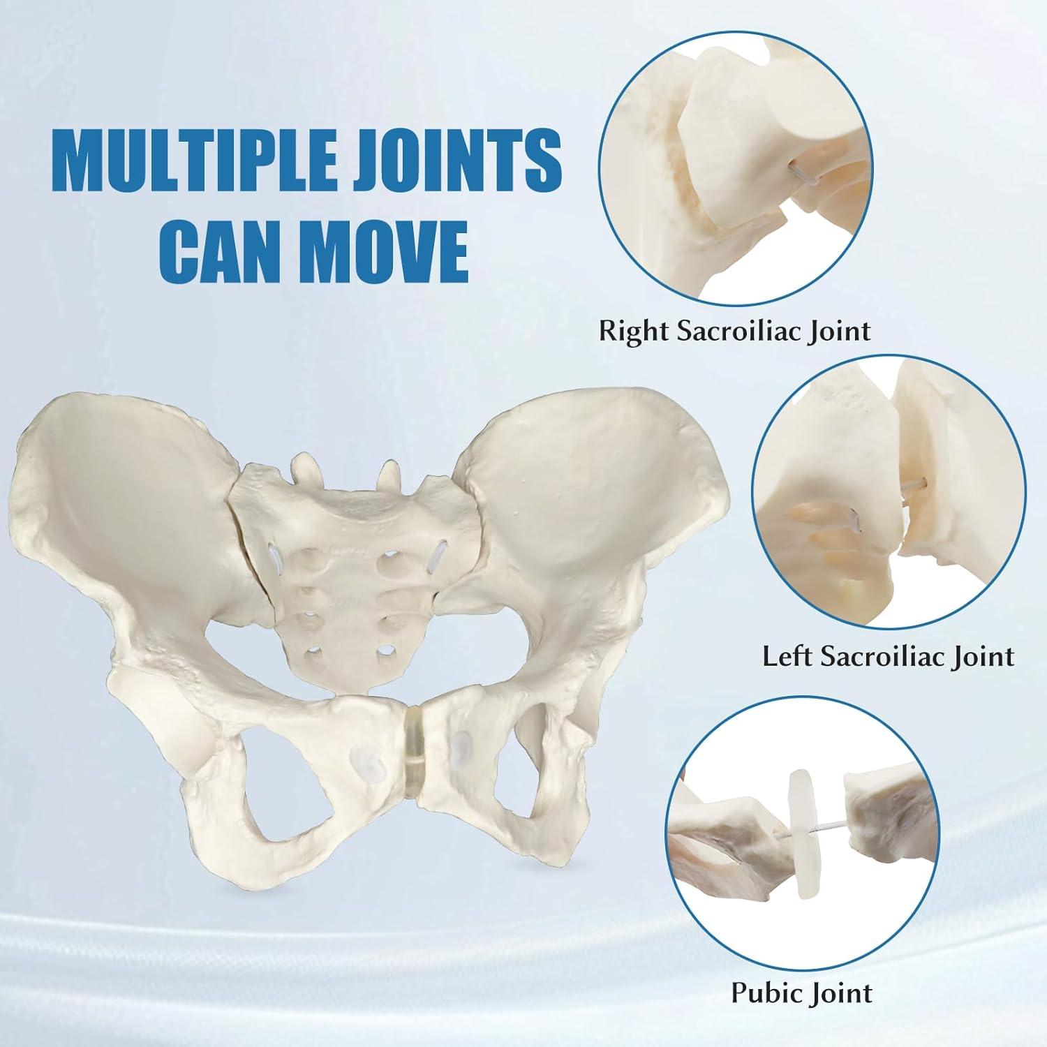 Modelo de Pelvis Femenina JNMFTD a Tamaño Real con Cuerdas