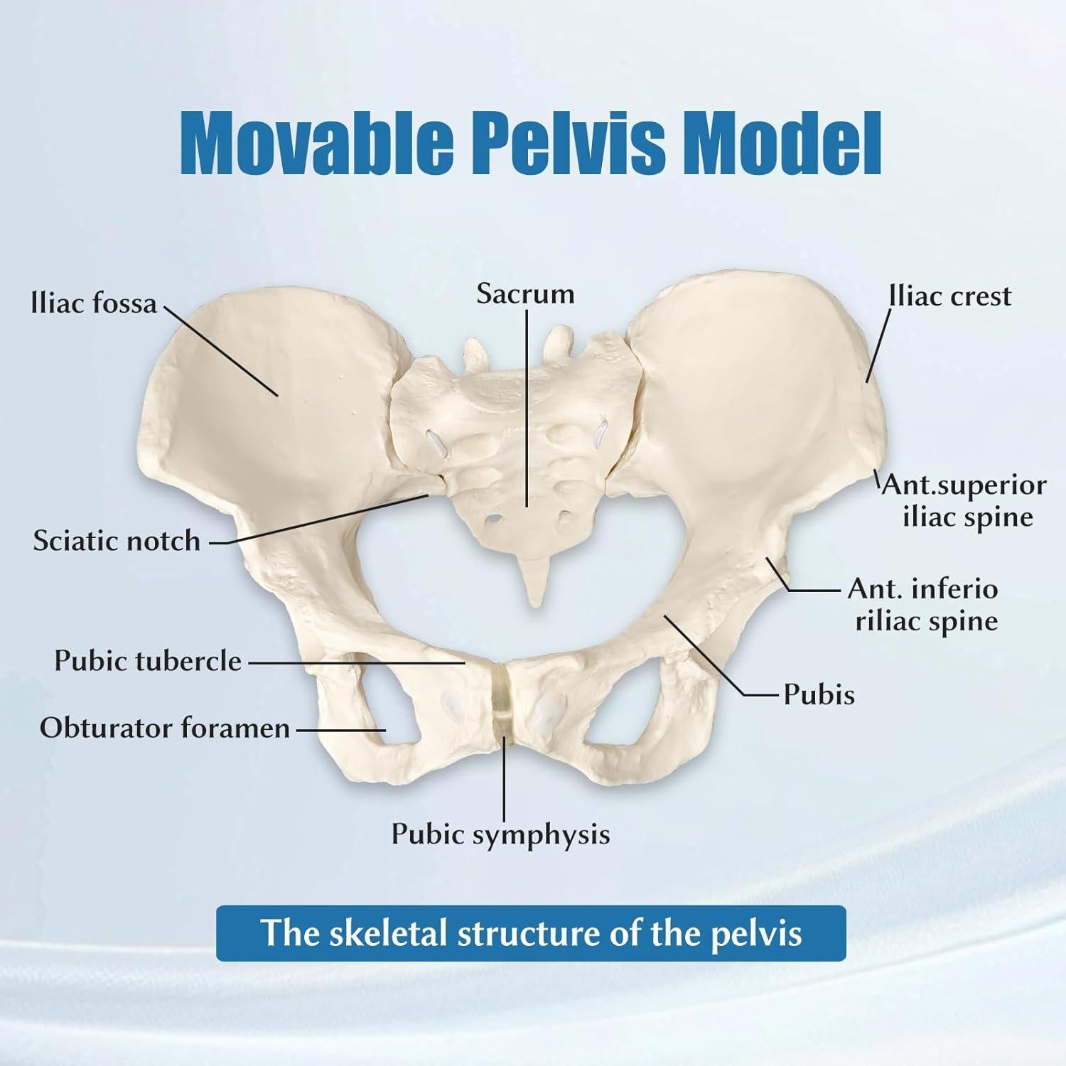 Modelo de Pelvis Femenina JNMFTD a Tamaño Real con Cuerdas