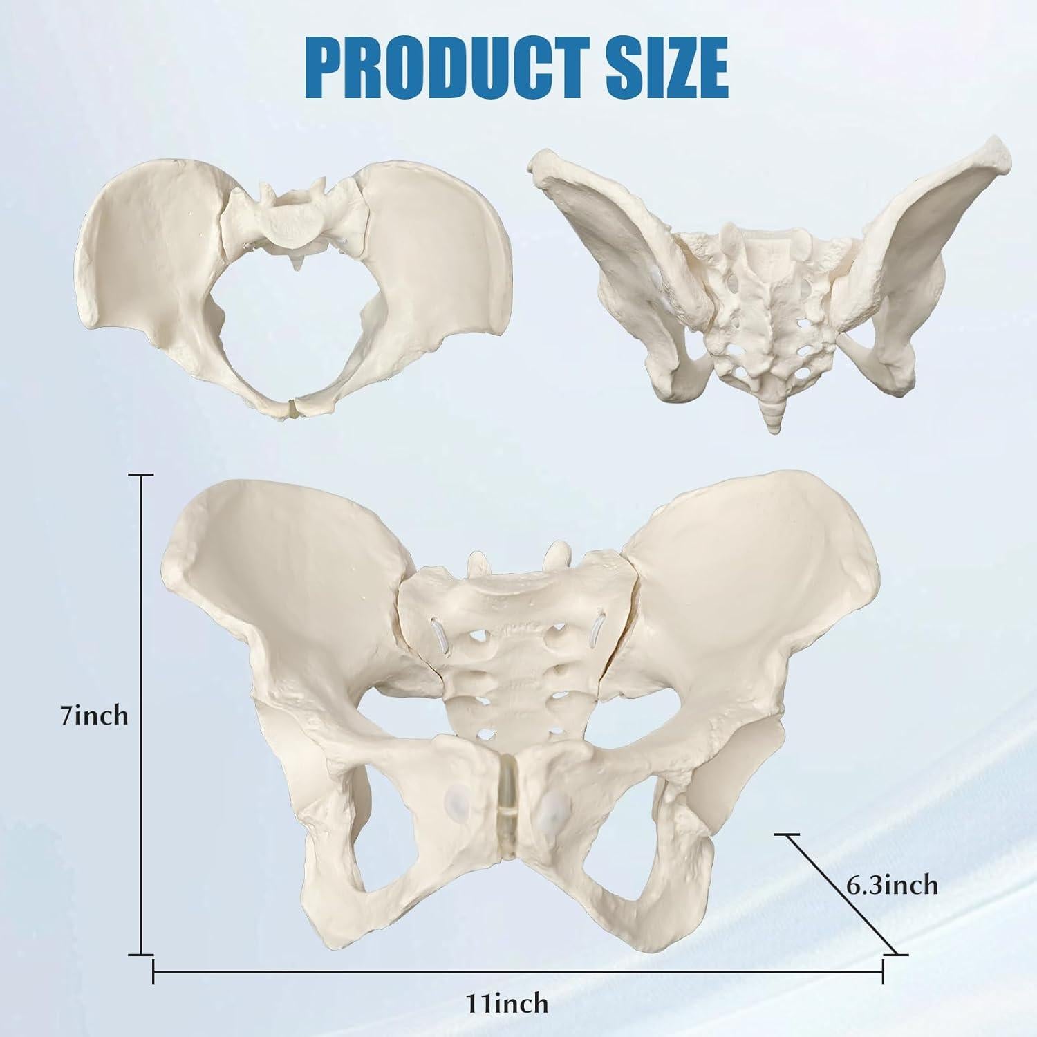 Modelo de Pelvis Femenina JNMFTD a Tamaño Real con Cuerdas