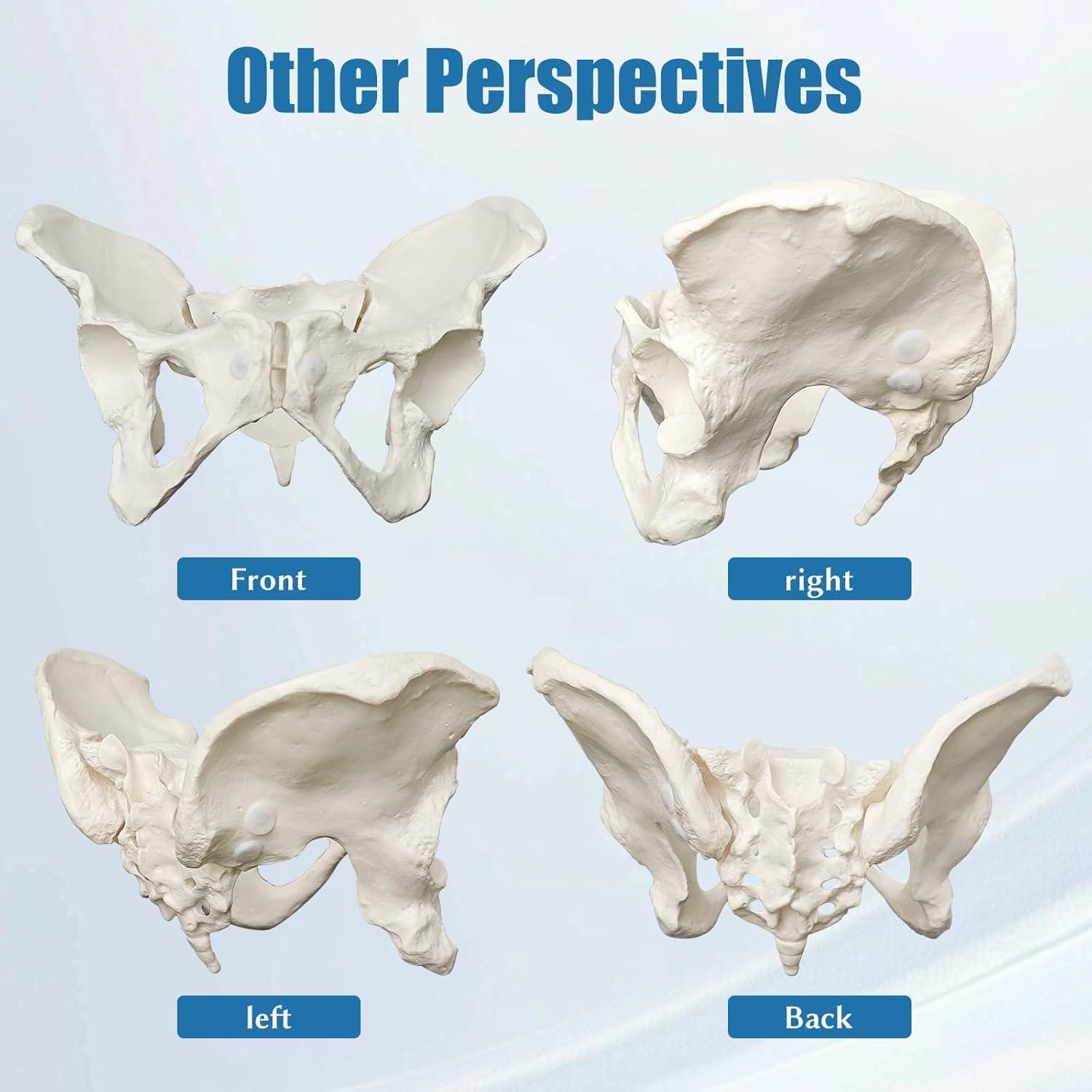 Modelo de Pelvis Femenina JNMFTD a Tamaño Real con Cuerdas