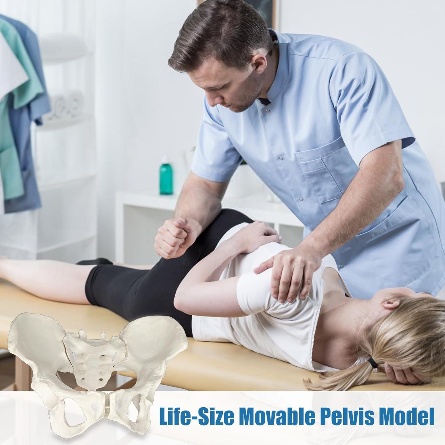 Modelo de Pelvis Femenina JNMFTD a Tamaño Real con Cuerdas