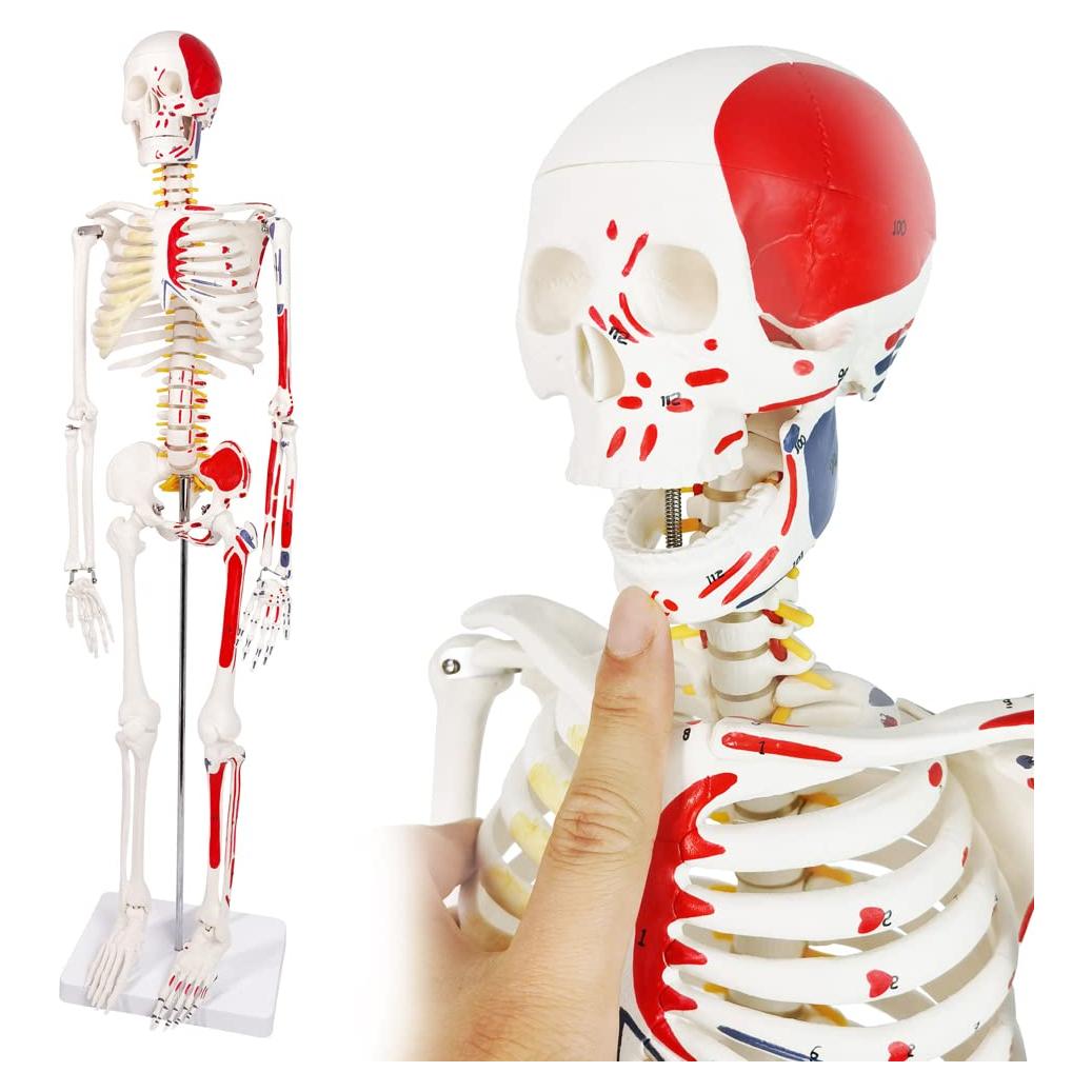 Modelo de Esqueleto Humano Mini Evotech 85 cm con Soporte