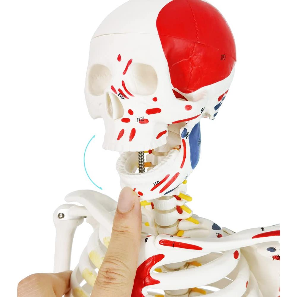 Modelo de Esqueleto Humano Mini Evotech 85 cm con Soporte