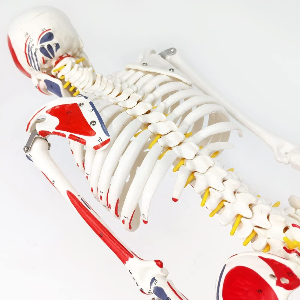 Modelo de Esqueleto Humano Mini Evotech 85 cm con Soporte