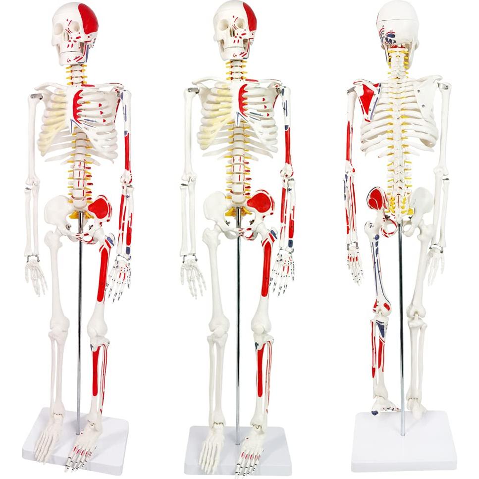 Modelo de Esqueleto Humano Mini Evotech 85 cm con Soporte