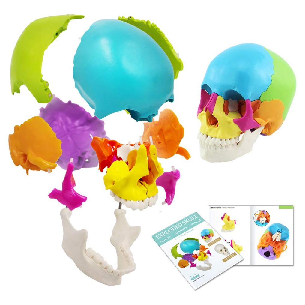 Modelo de Cráneo Humano Didáctico 22 Piezas PVC 19.5x15x13 cm