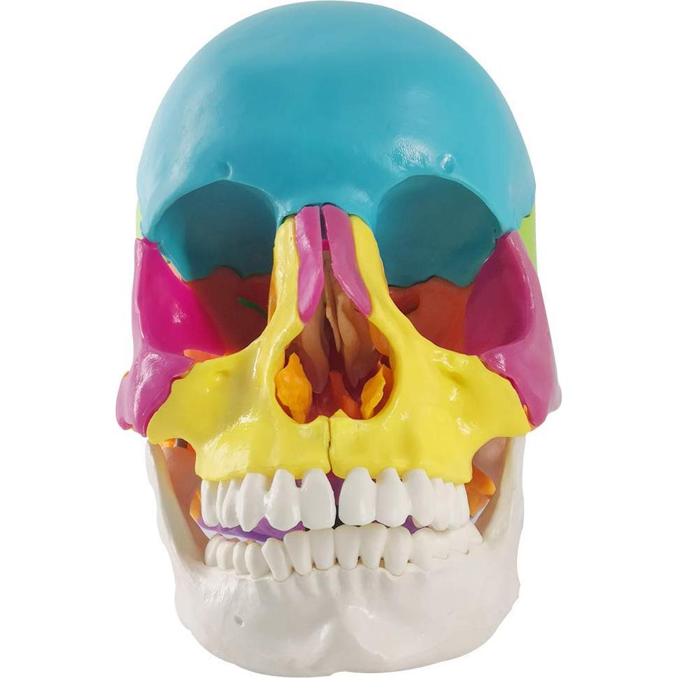 Modelo de Cráneo Humano Didáctico 22 Piezas PVC 19.5x15x13 cm