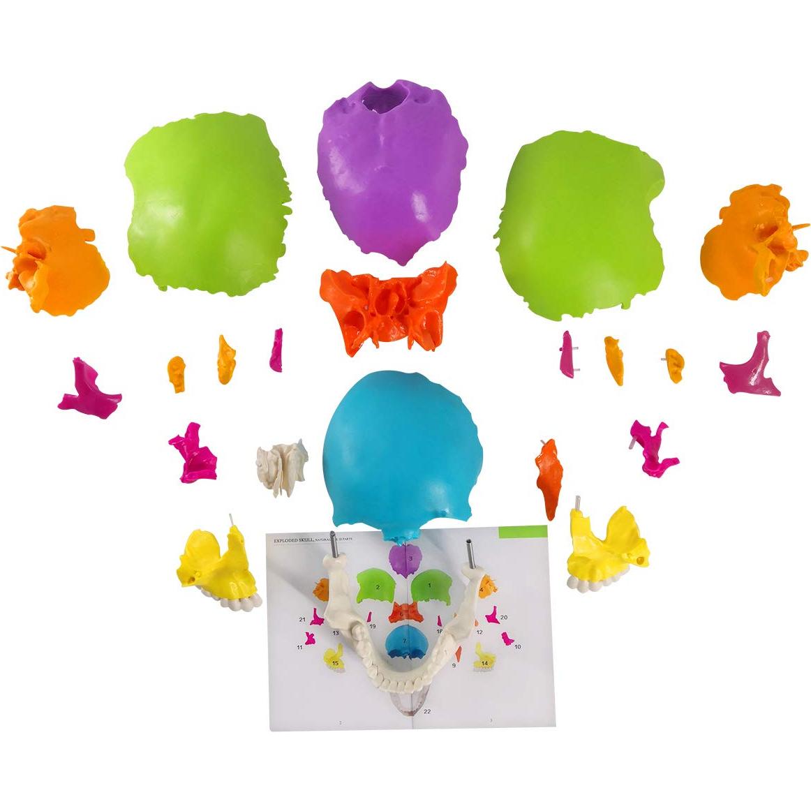 Modelo de Cráneo Humano Didáctico 22 Piezas PVC 19.5x15x13 cm