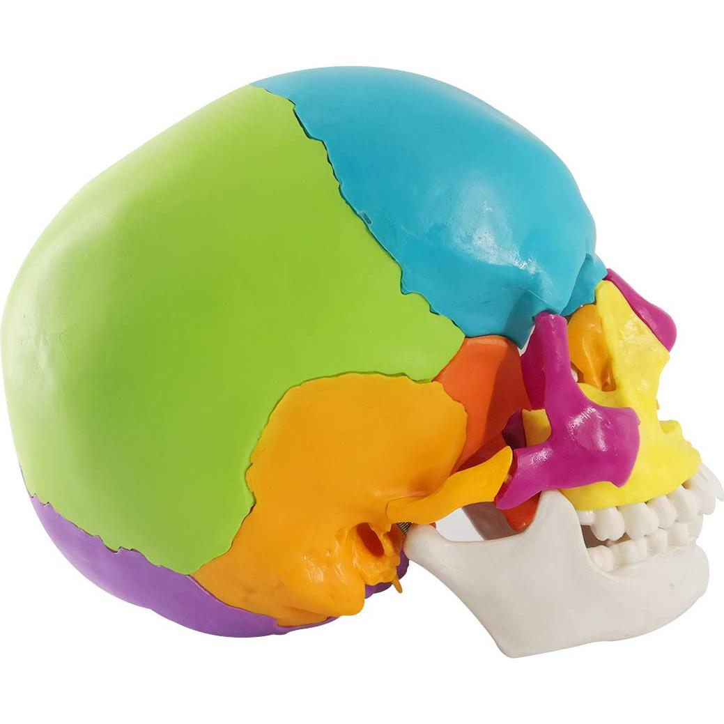 Modelo de Cráneo Humano Didáctico 22 Piezas PVC 19.5x15x13 cm