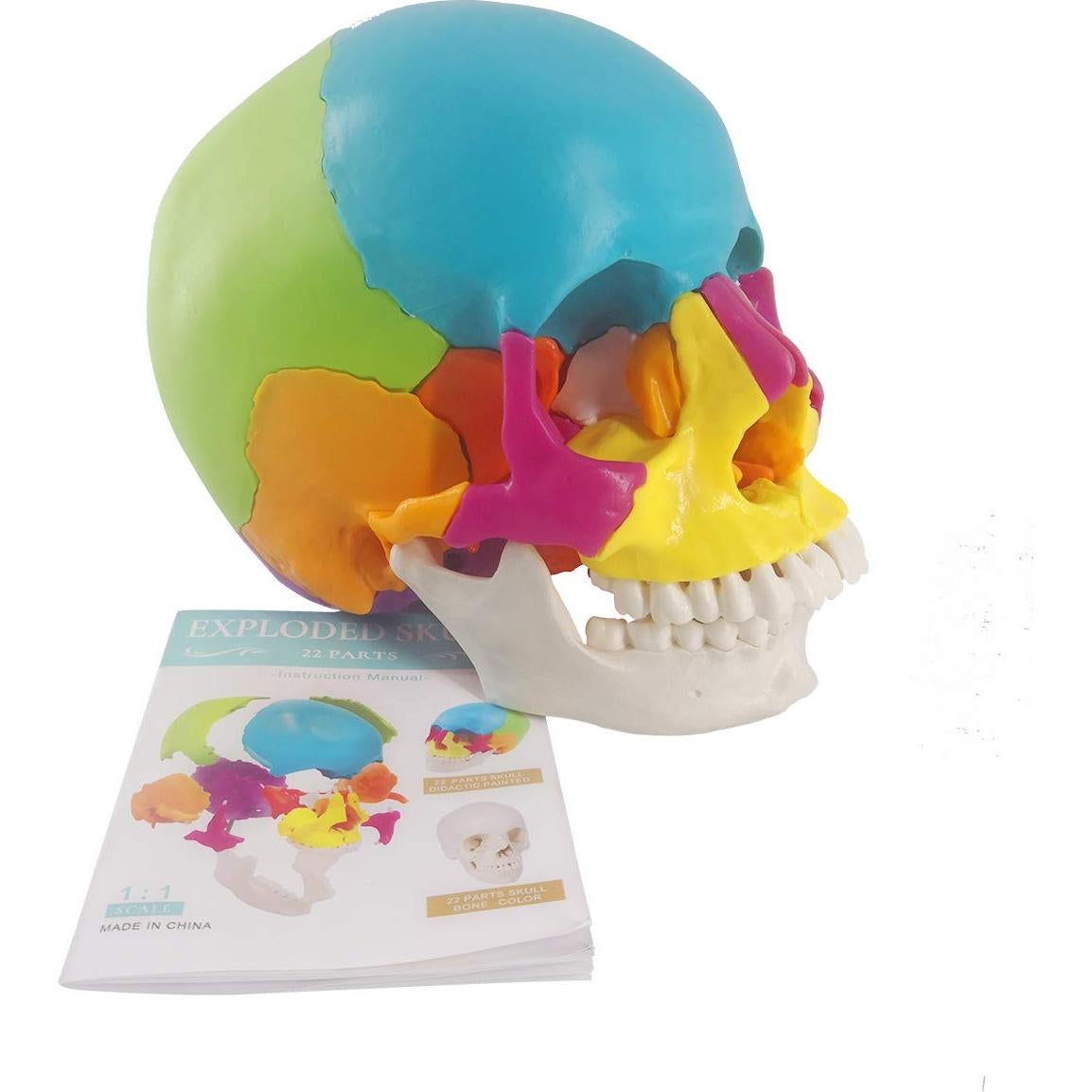 Modelo de Cráneo Humano Didáctico 22 Piezas PVC 19.5x15x13 cm