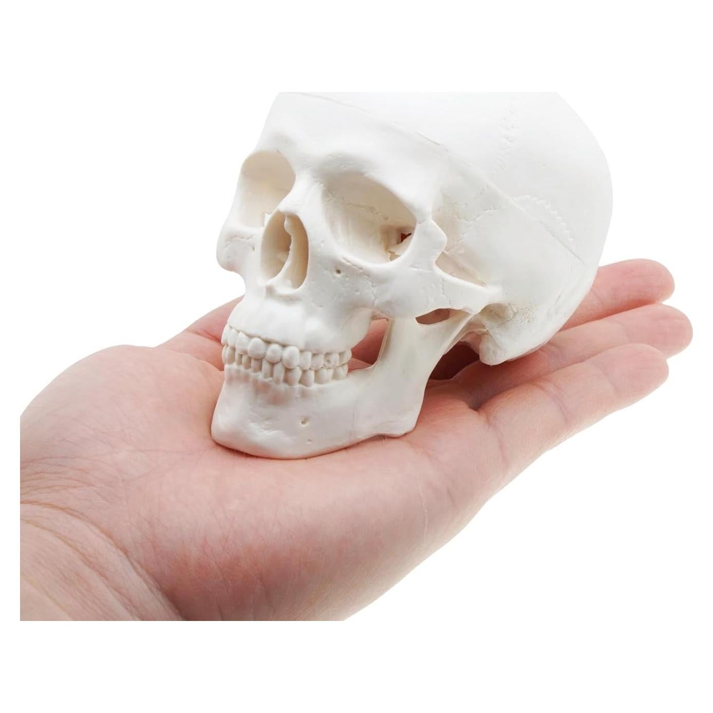 Modelo de Cráneo Mini QREBYQ para Estudio - Anatomía Humana