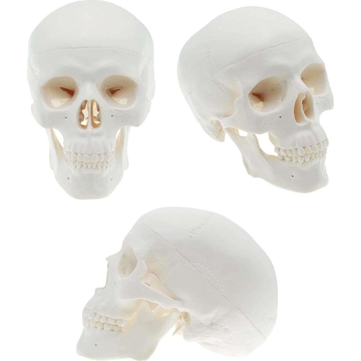 Modelo de Cráneo Mini QREBYQ para Estudio - Anatomía Humana