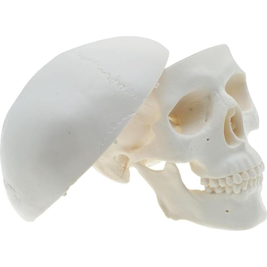 Modelo de Cráneo Mini QREBYQ para Estudio - Anatomía Humana
