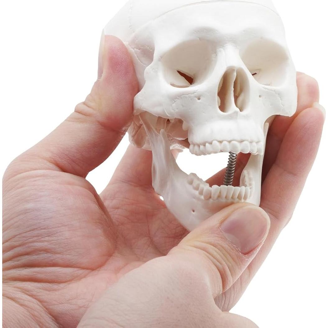 Modelo de Cráneo Mini QREBYQ para Estudio - Anatomía Humana