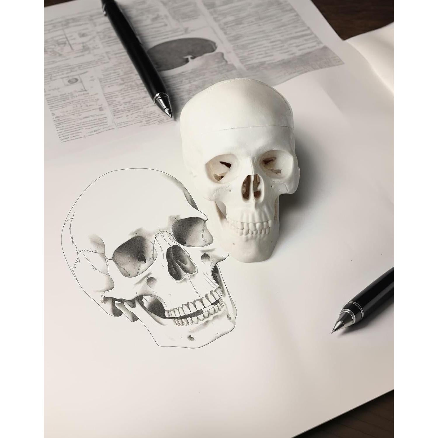 Modelo de Cráneo Mini QREBYQ para Estudio - Anatomía Humana