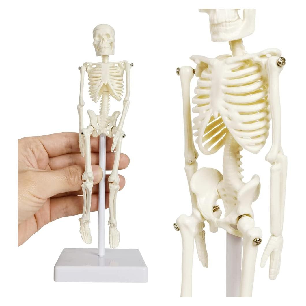 Esqueleto Humano de 21cm con Columna Vertebral - Modelo Educativo
