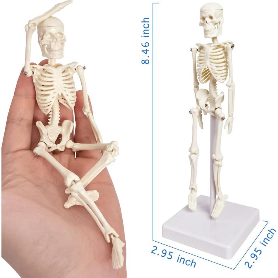 Esqueleto Humano de 21cm con Columna Vertebral - Modelo Educativo