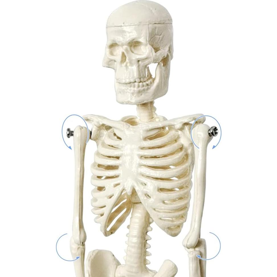 Esqueleto Humano de 21cm con Columna Vertebral - Modelo Educativo