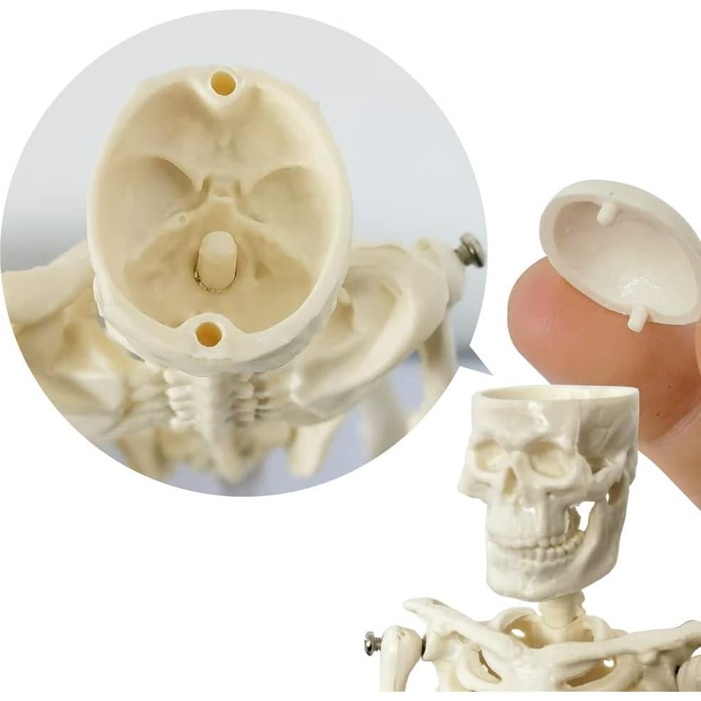 Esqueleto Humano de 21cm con Columna Vertebral - Modelo Educativo