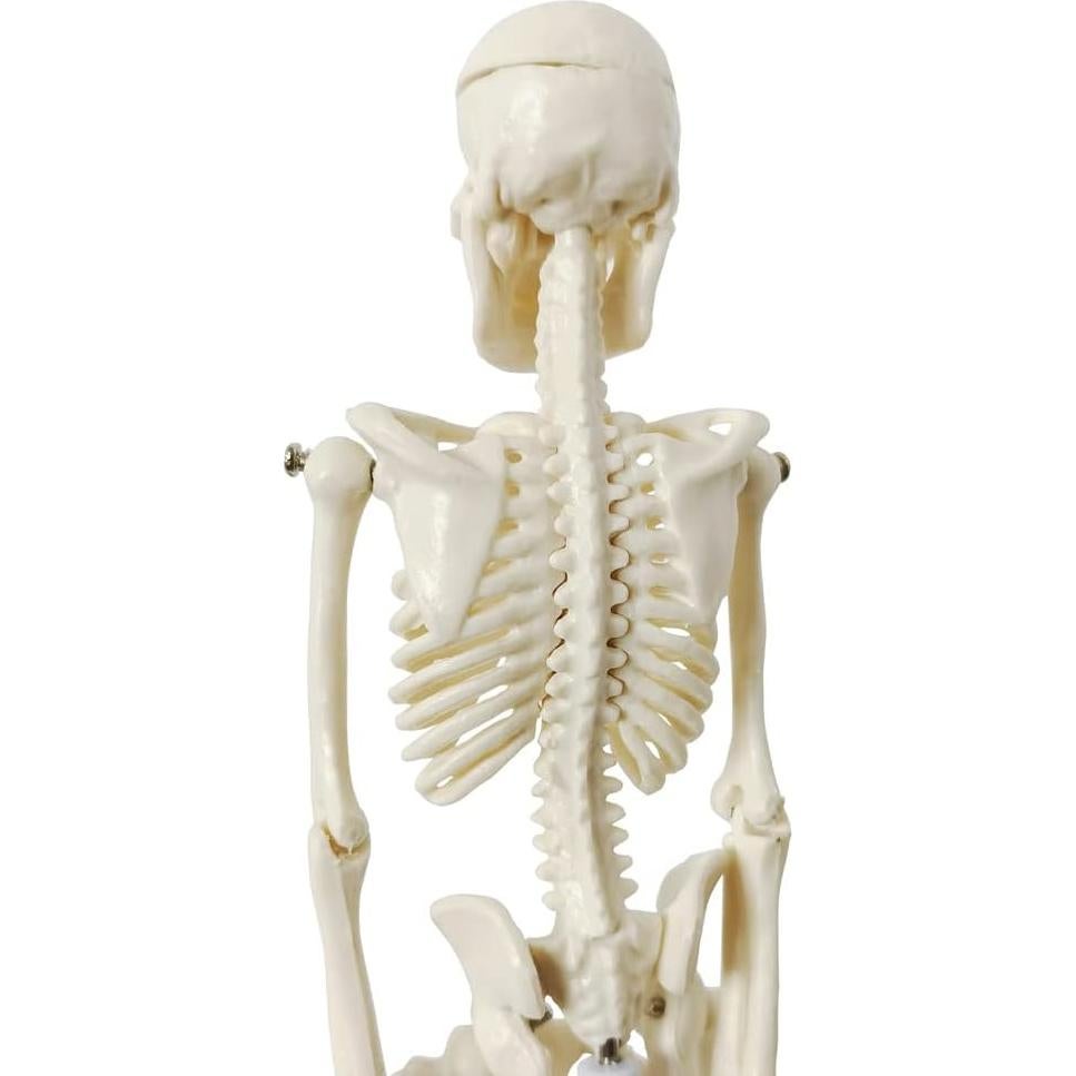 Esqueleto Humano de 21cm con Columna Vertebral - Modelo Educativo