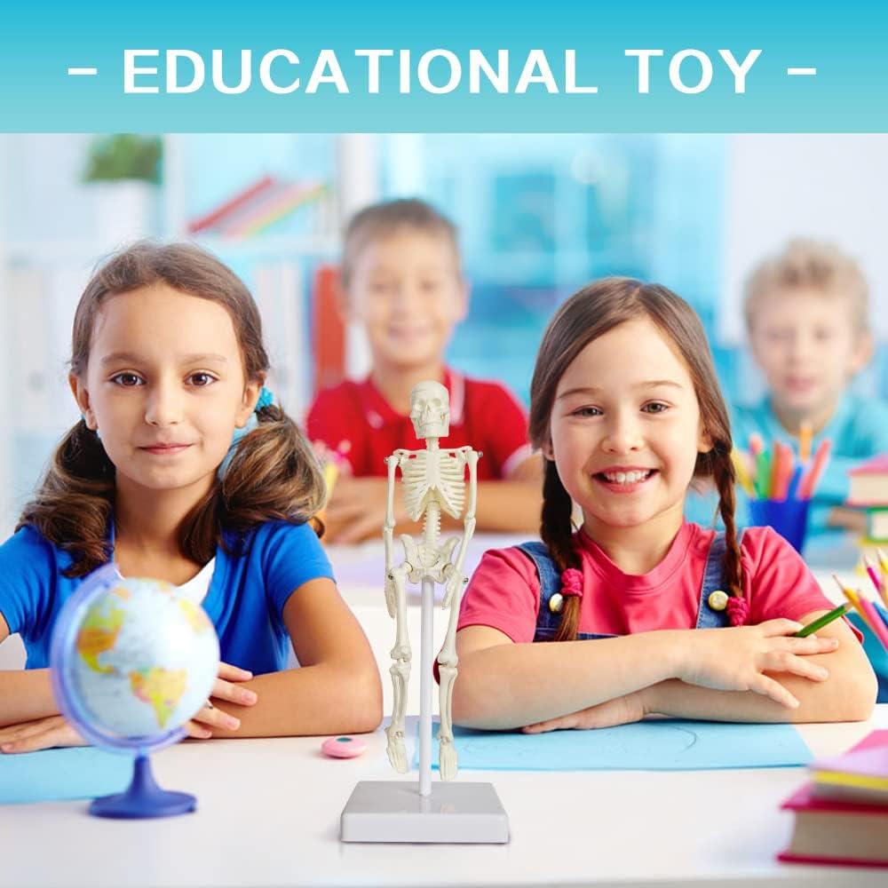 Esqueleto Humano de 21cm con Columna Vertebral - Modelo Educativo