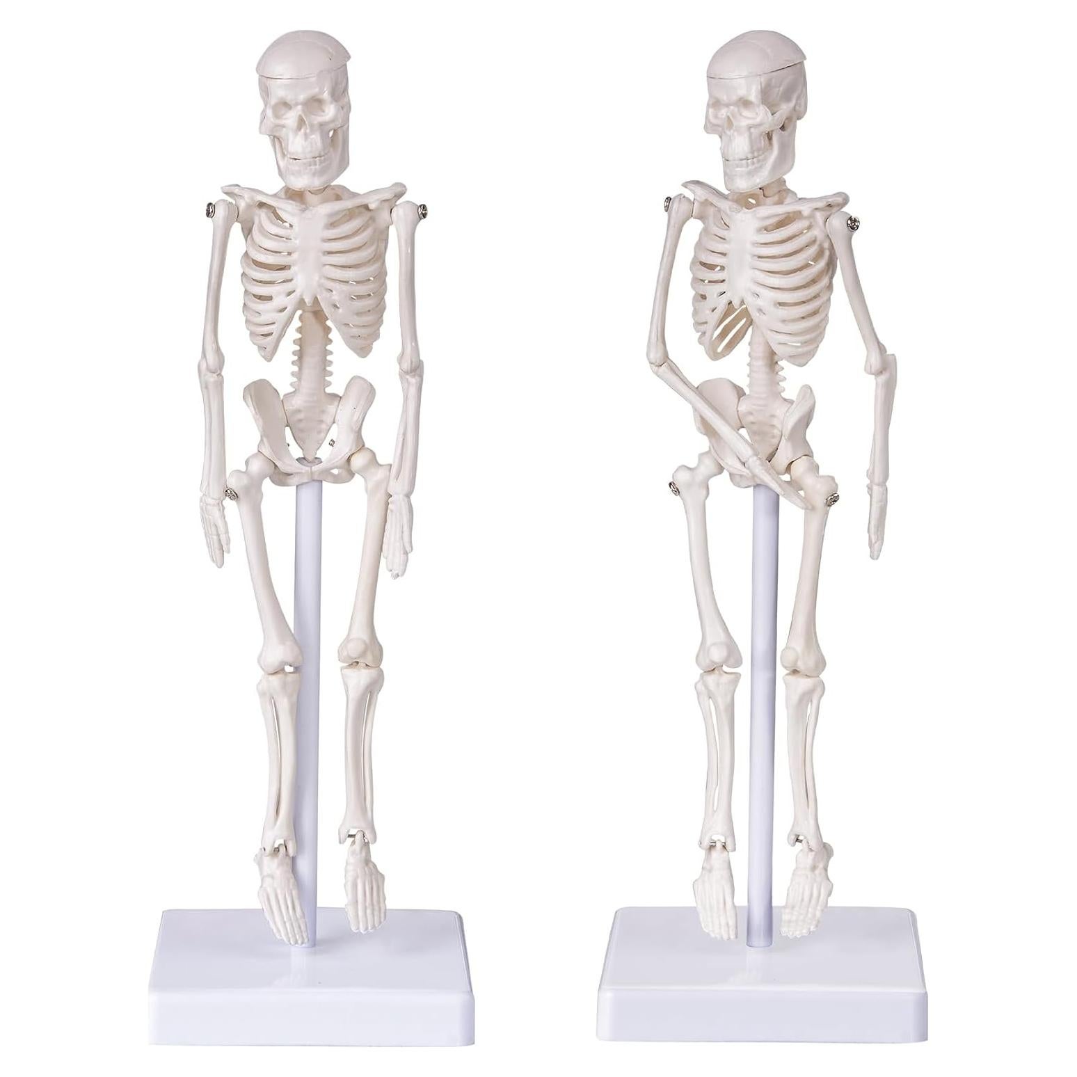 Modelo de Esqueleto Humano Mini Pipilily 20cm Articulado