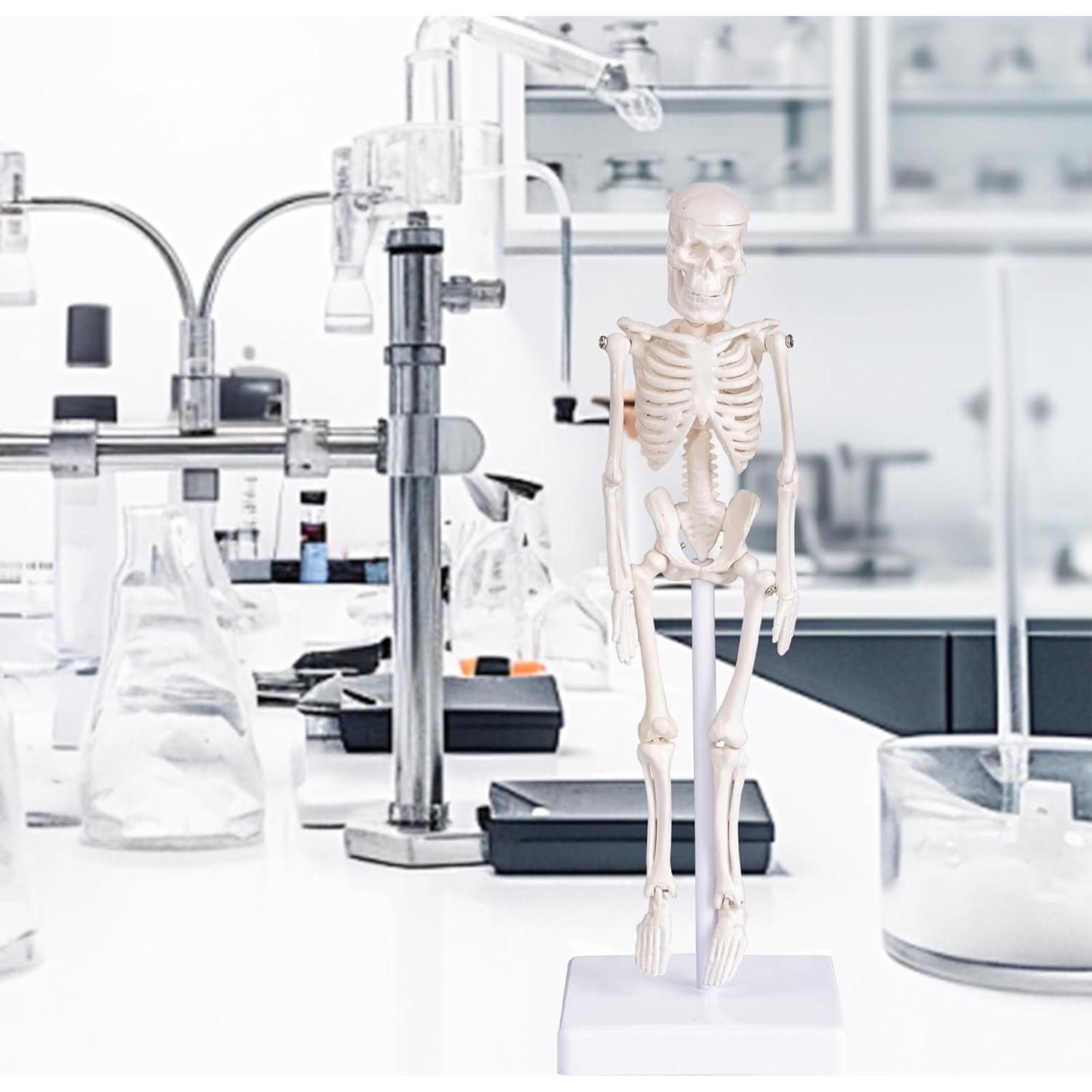 Modelo de Esqueleto Humano Mini Pipilily 20cm Articulado