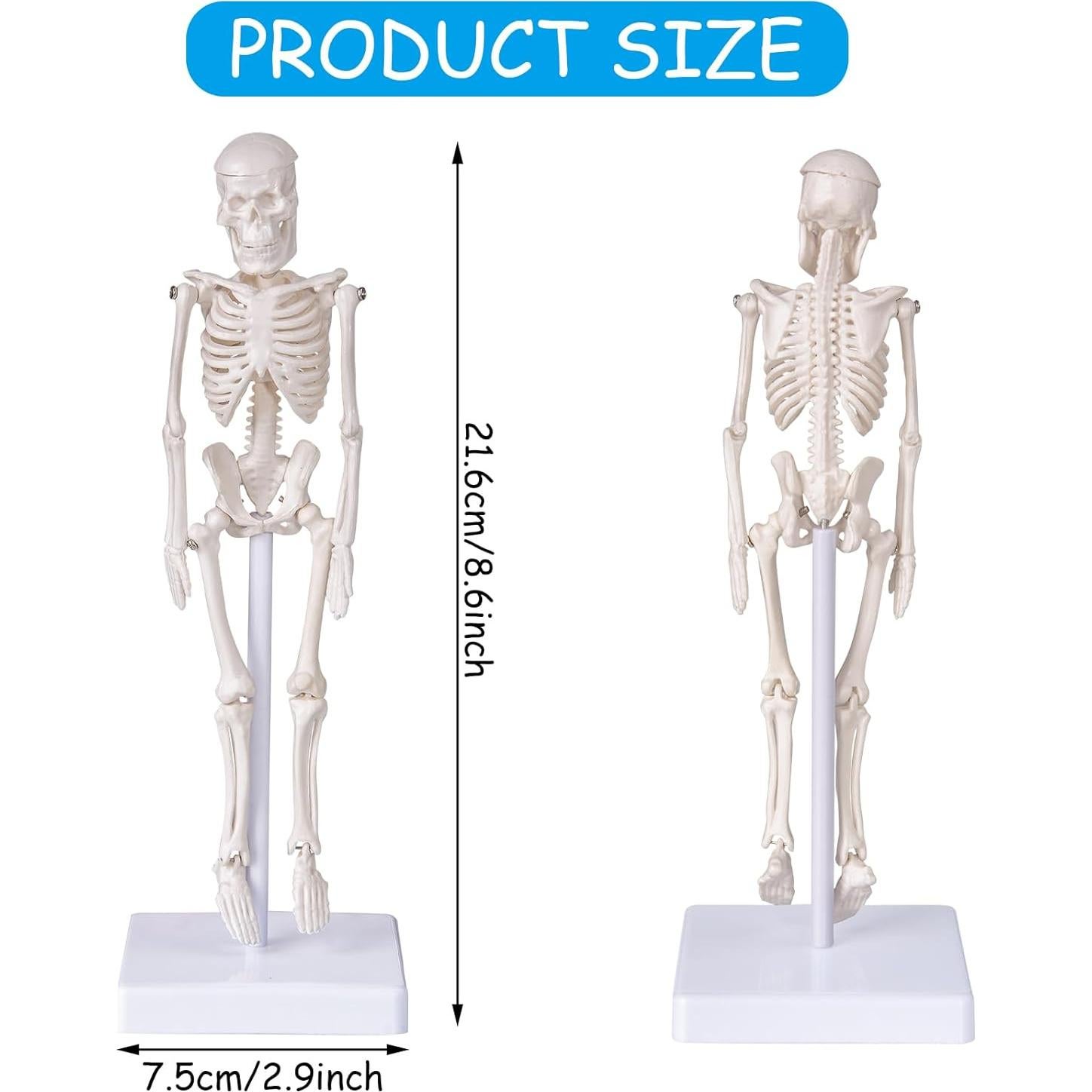 Modelo de Esqueleto Humano Mini Pipilily 20cm Articulado