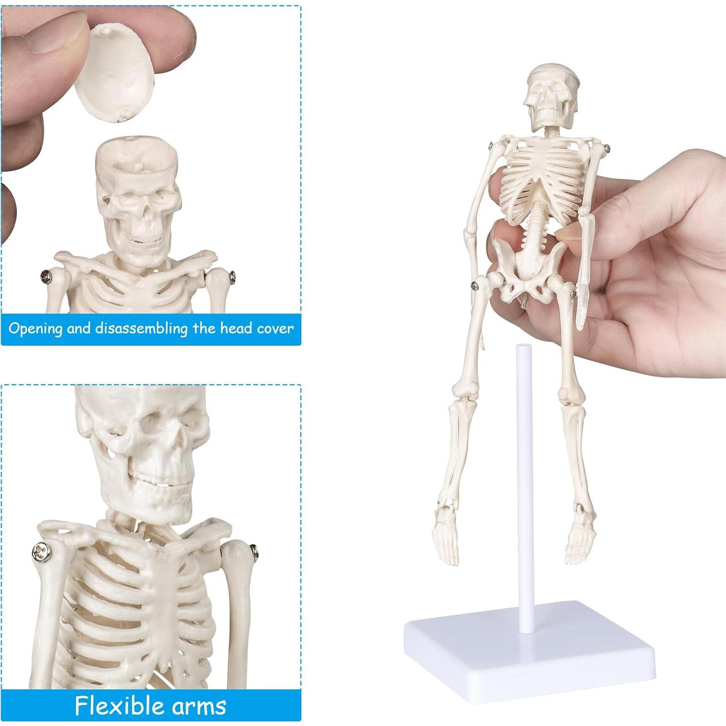 Modelo de Esqueleto Humano Mini Pipilily 20cm Articulado