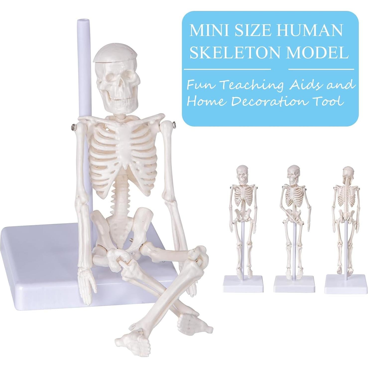 Modelo de Esqueleto Humano Mini Pipilily 20cm Articulado