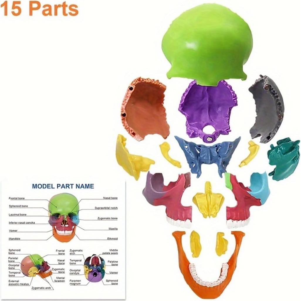 Modelo de Cráneo Anatómico 15 Piezas Vocadok 12.5x8.5x12.5cm