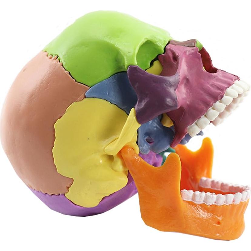 Modelo de Cráneo Anatómico 15 Piezas Vocadok 12.5x8.5x12.5cm