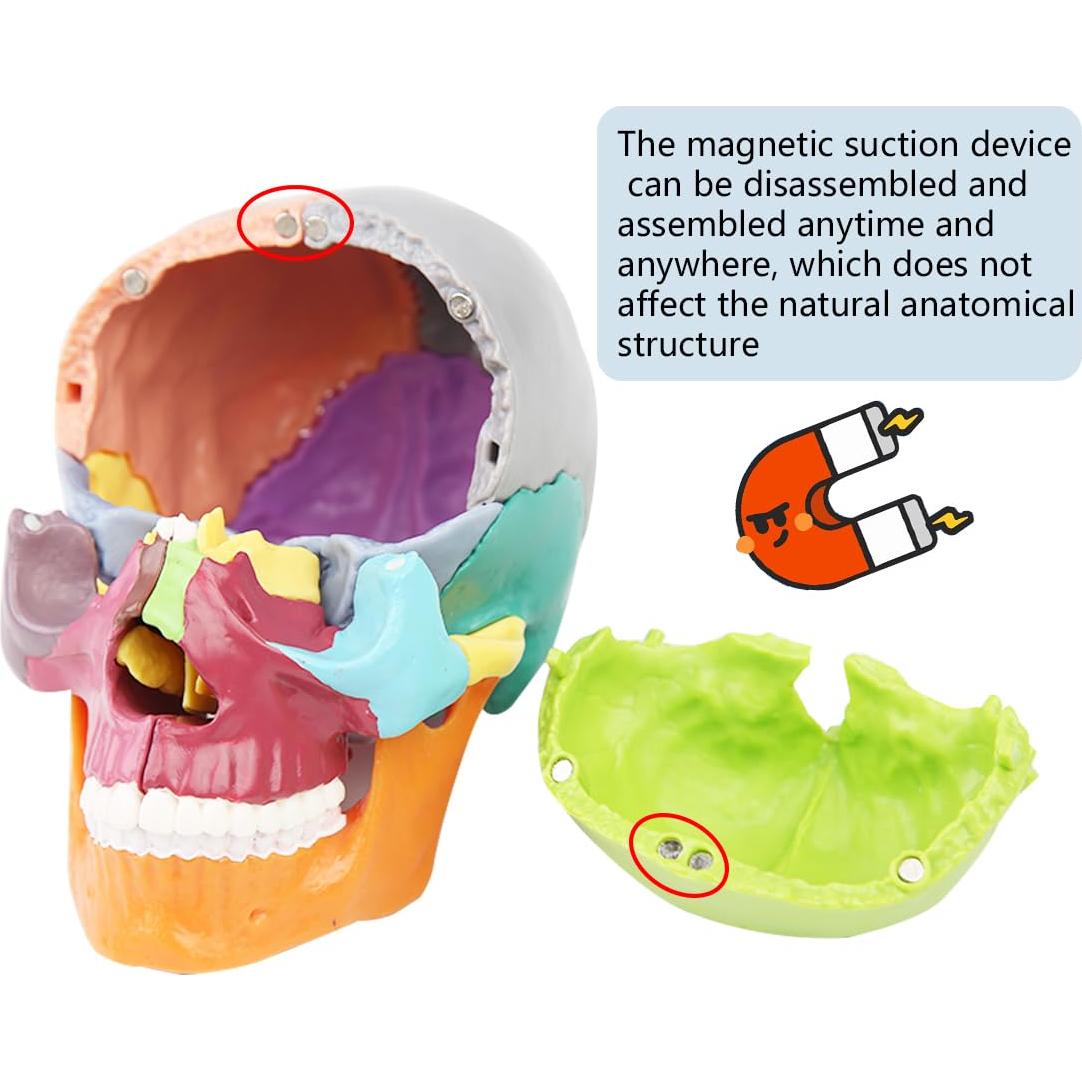 Modelo de Cráneo Anatómico 15 Piezas Vocadok 12.5x8.5x12.5cm
