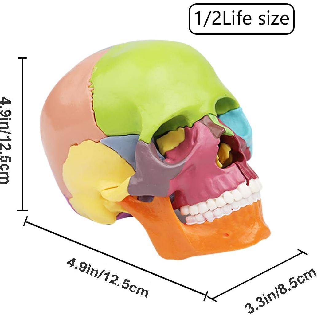 Modelo de Cráneo Anatómico 15 Piezas Vocadok 12.5x8.5x12.5cm