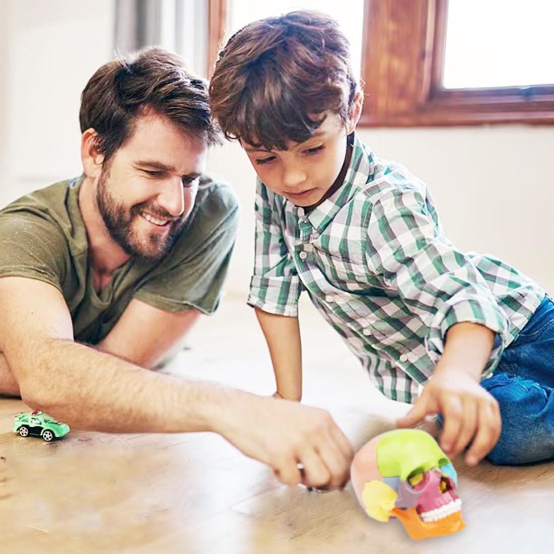 Modelo de Cráneo Anatómico 15 Piezas Vocadok 12.5x8.5x12.5cm