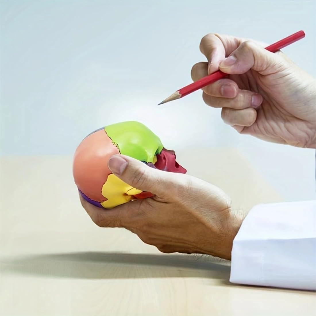 Modelo de Cráneo Anatómico 15 Piezas Vocadok 12.5x8.5x12.5cm